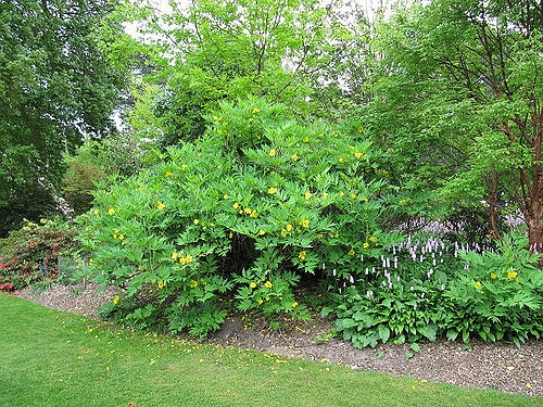 Paeonia delavayi