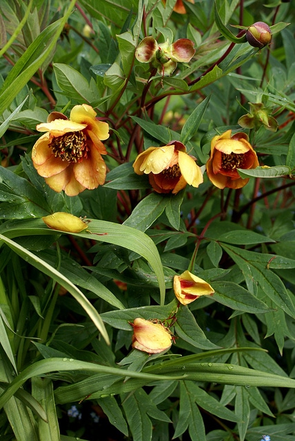 Paeonia delavayi