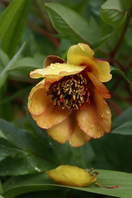 Paeonia delavayi