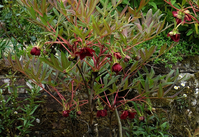 Paeonia delavayi