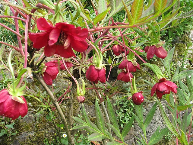 Paeonia delavayi