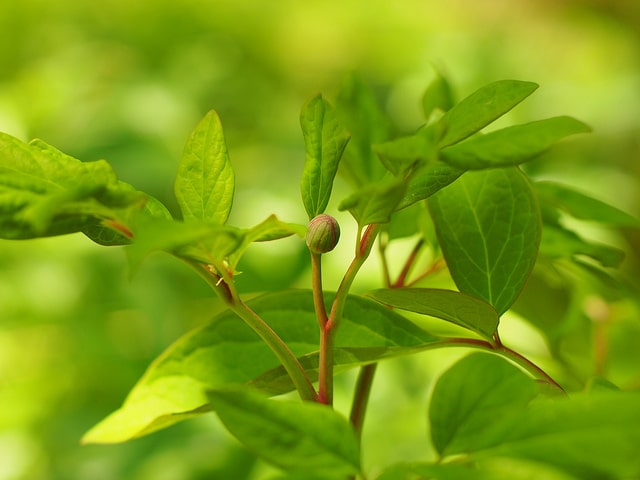 Paeonia obovata (Paeonia japonica)
