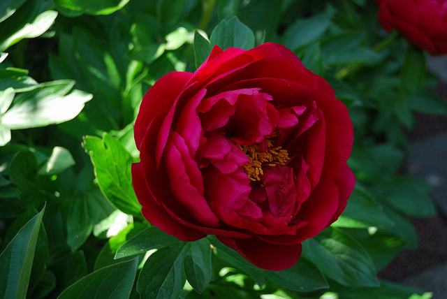 Pivoine de chine