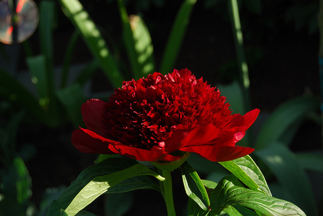 Pivoine de chine