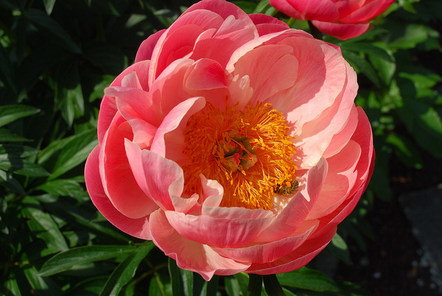 Pivoine de chine