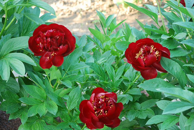 Pivoine de chine