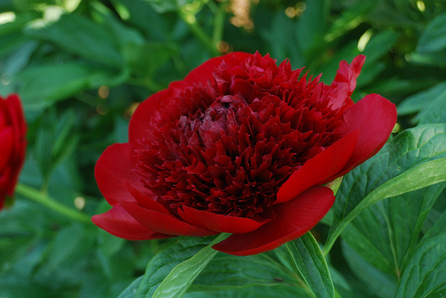 Pivoine de chine