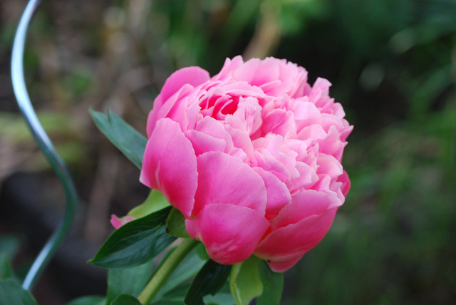 Pivoine de chine (Paeonia lactiflora)