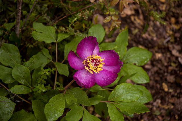 Pivoine coralline