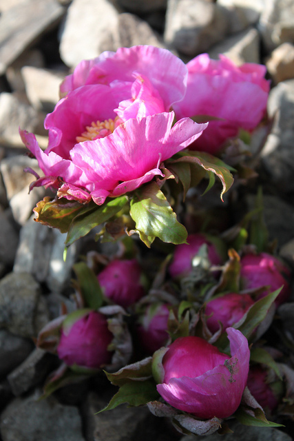 Pivoine coralline