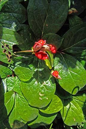 Paeonia obovata