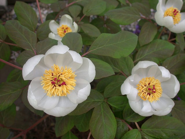 Paeonia obovata