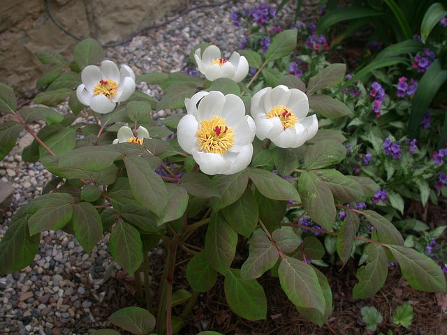 Paeonia obovata
