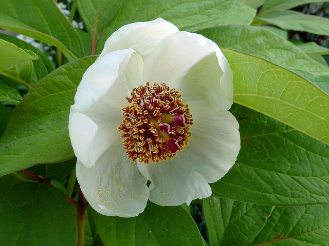 Paeonia obovata