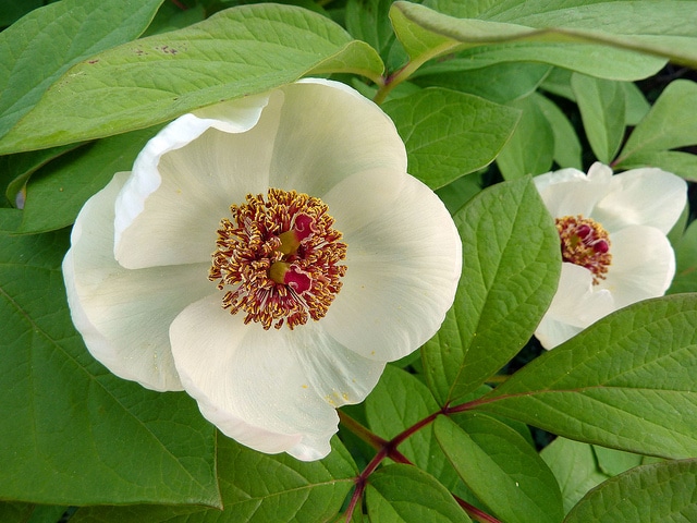 Paeonia obovata (Paeonia obovata)