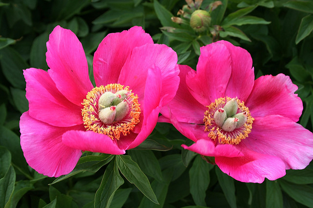 Pivoine officinale