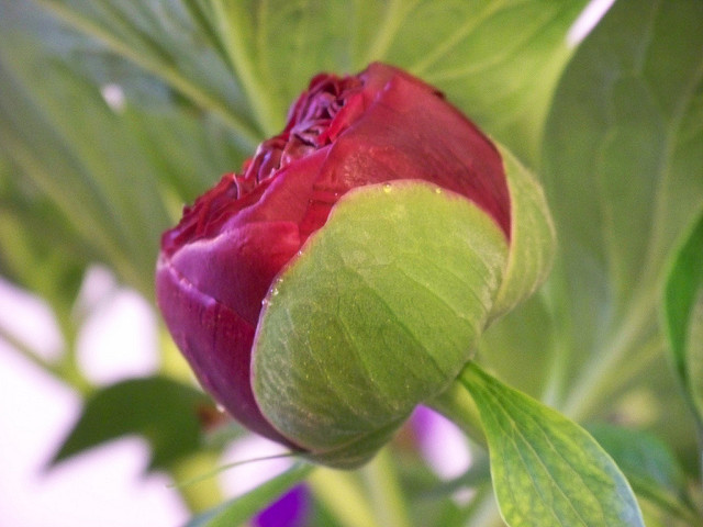 Pivoine officinale