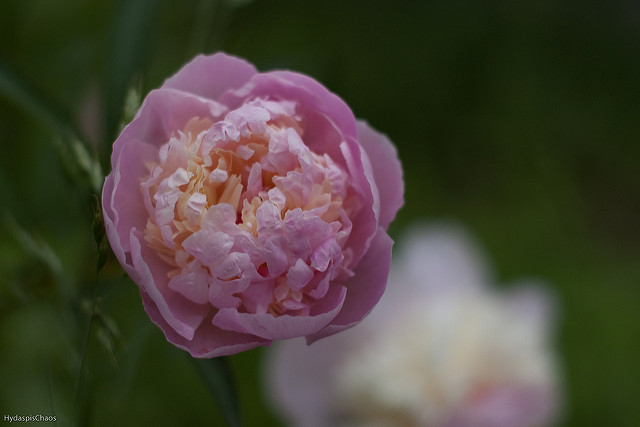 Pivoine officinale