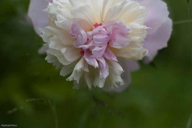 Pivoine officinale