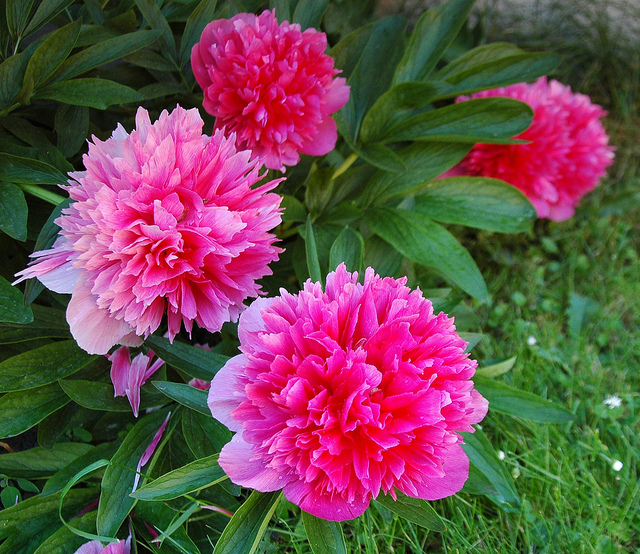 Pivoine officinale (Paeonia officinalis)