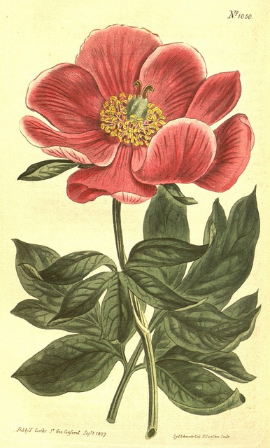 Pivoine peregrina