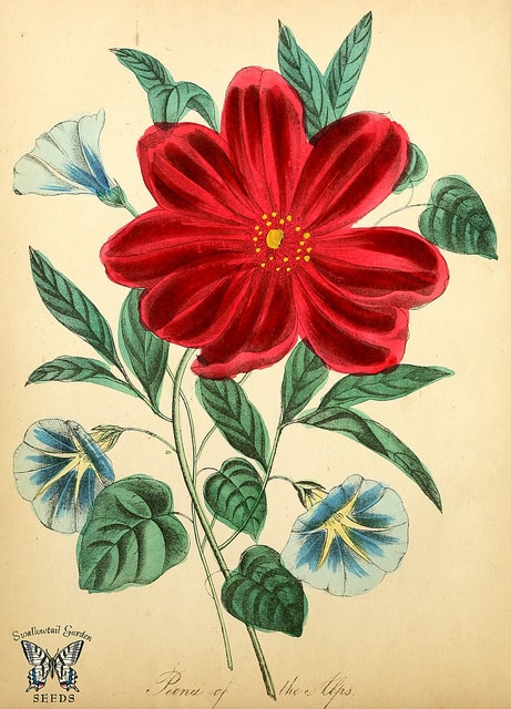 Pivoine peregrina