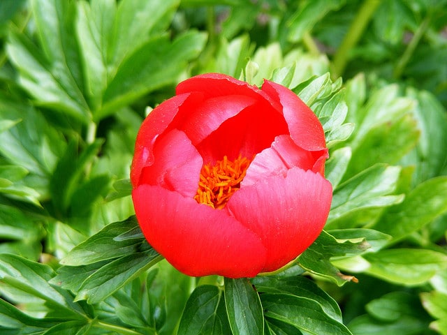 Pivoine peregrina