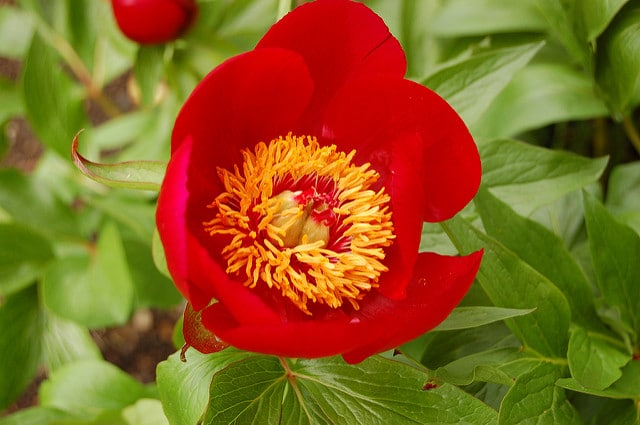 Pivoine peregrina