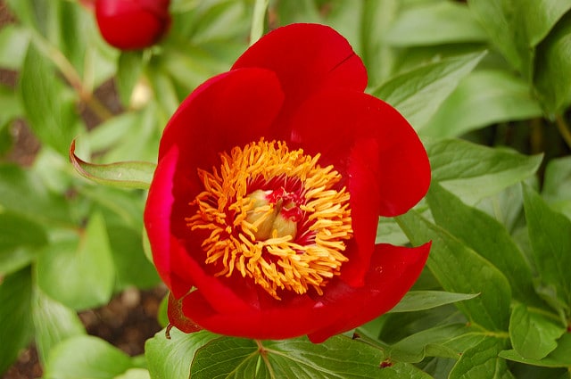 Pivoine peregrina (Paeonia peregrina)
