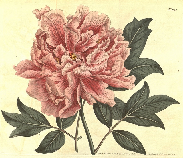 Pivoine arbustive