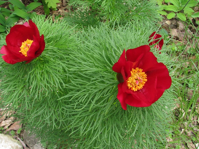 Pivoine à fines feuilles