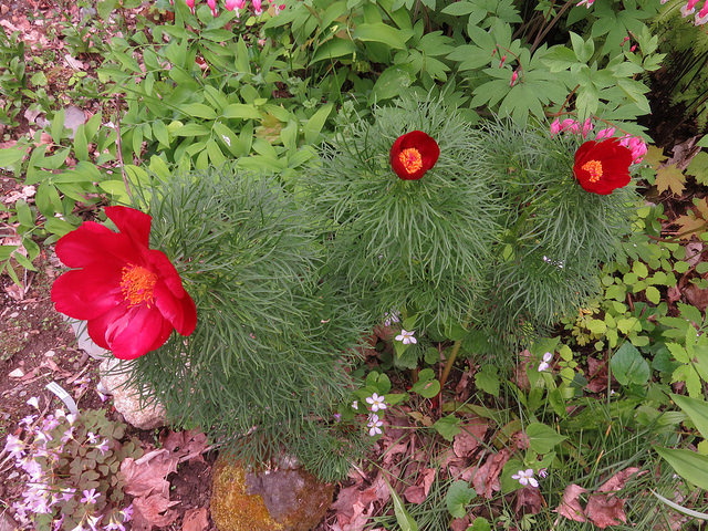 Pivoine à fines feuilles