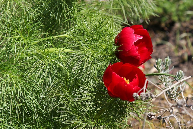 Pivoine à fines feuilles