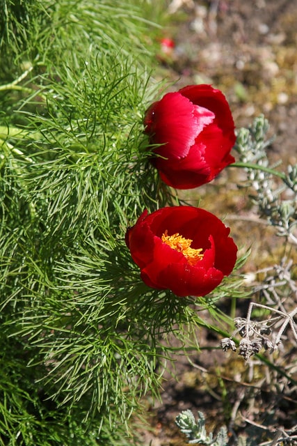 Pivoine à fines feuilles