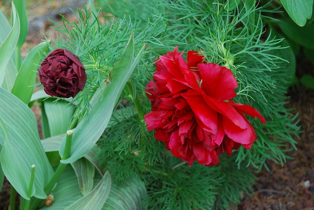 Pivoine à fines feuilles (Paeonia tenuifolia)