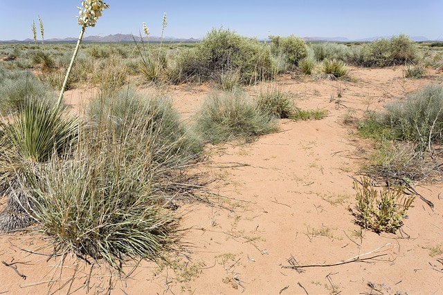 Palafoxia integrifolia