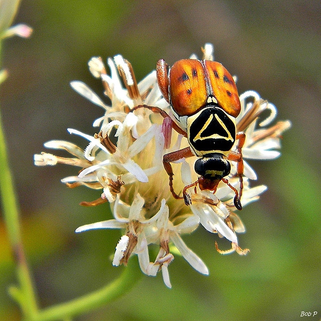 Palafoxia integrifolia