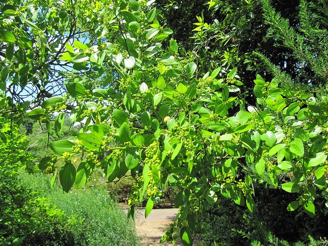 Épine du christ (Paliurus spina-christi)