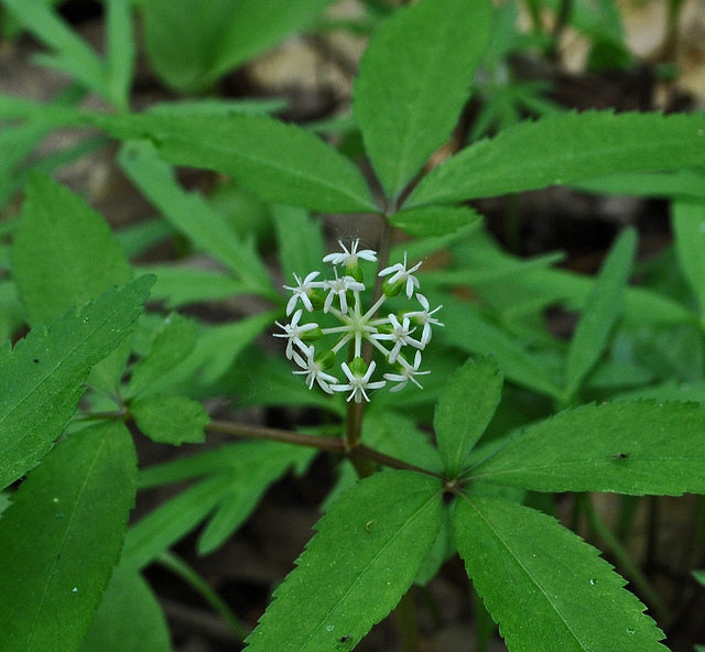 Ginseng