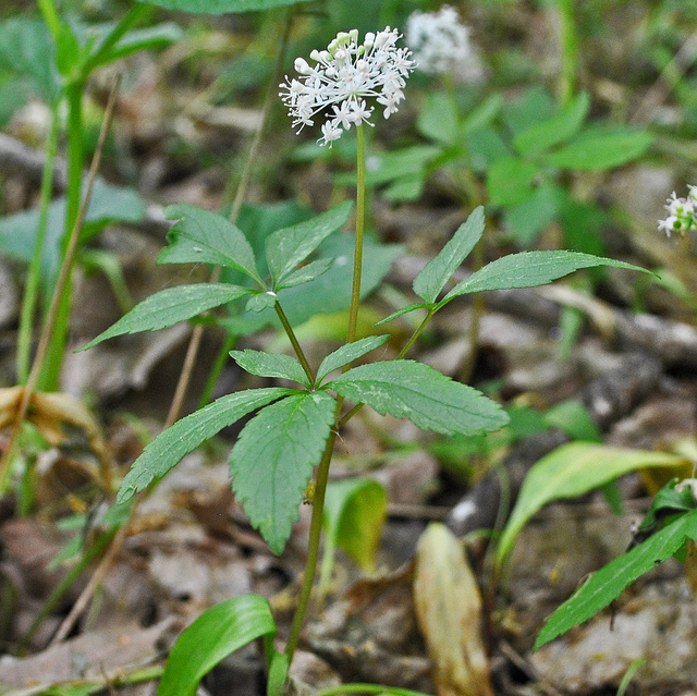 Ginseng
