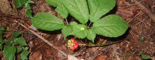 Panax ginseng