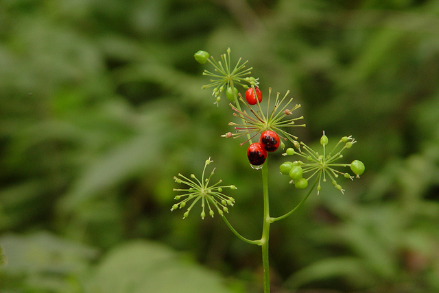 Panax japonicus (Panax japonicus)