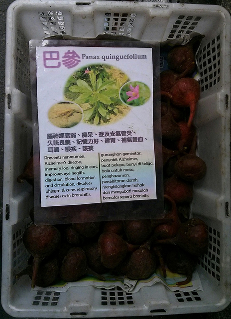 Ginseng américain