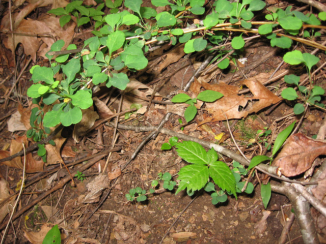Ginseng américain