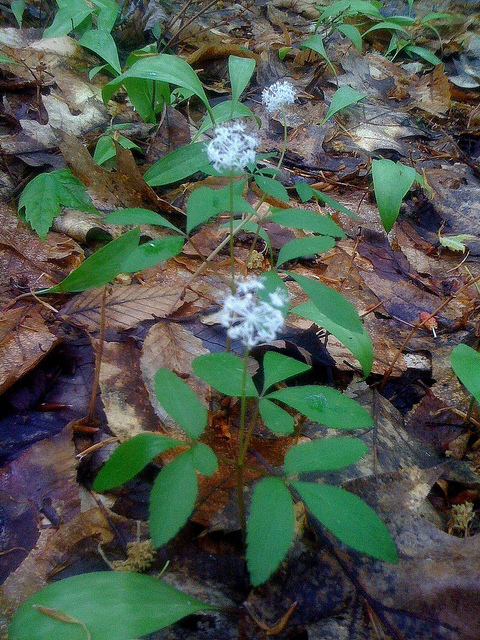 Ginseng américain