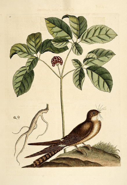 Ginseng américain