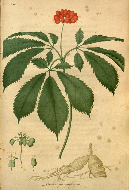 Ginseng américain