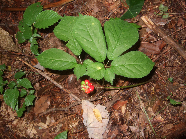 Ginseng américain (Panax quinquefolius)