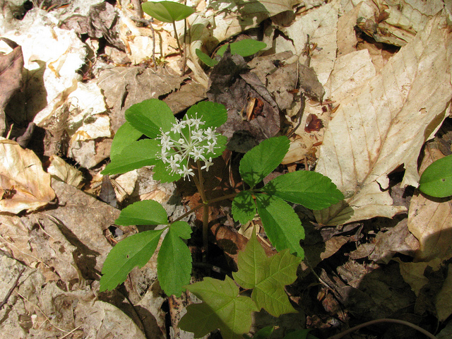 Panax trifolius