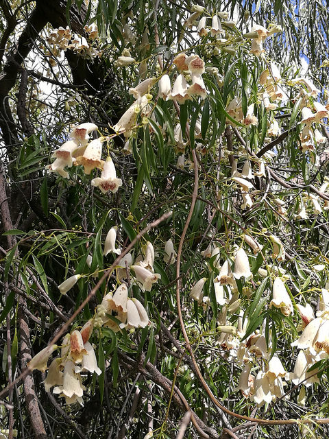 Pandorea doratoxylon